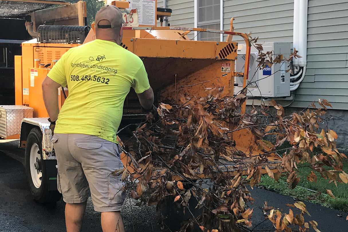 tree removal